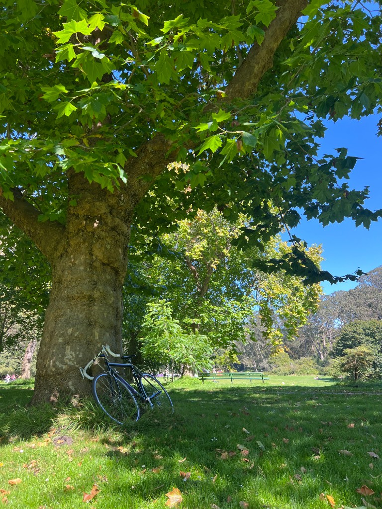 Bicycle leaning against a tree in the park