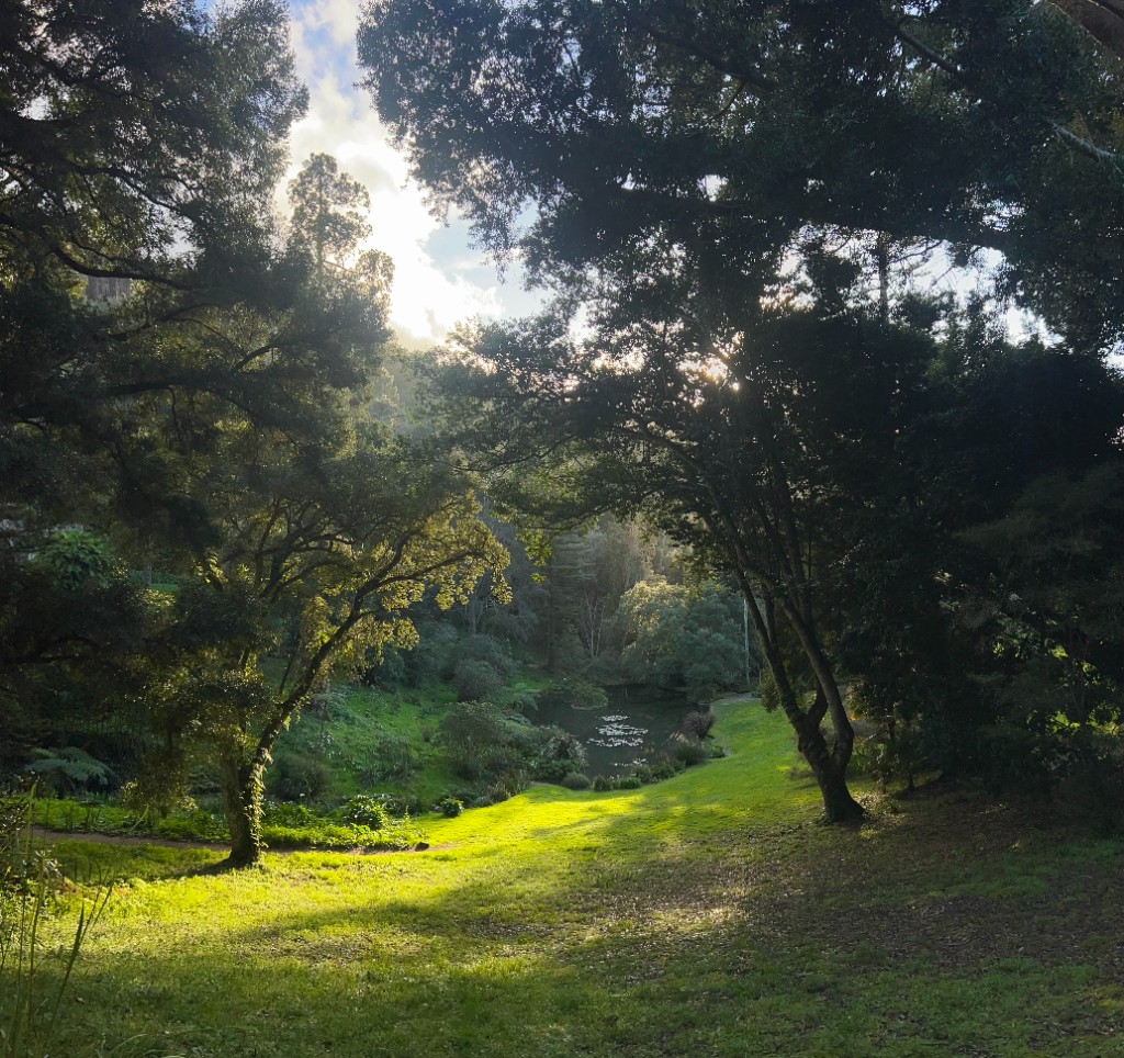 Sunlit trees and pond with lily pads